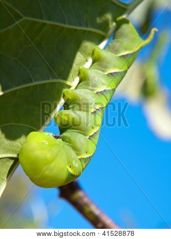 Yeşil Fruitworm