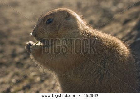Prairiedog yemek