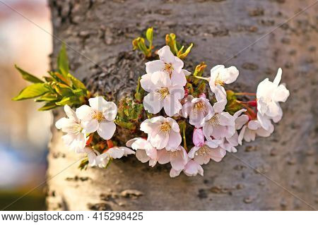 Flowers Of Japanese 'somei Yoshino' Cherry Blossom Tree Growing From Trunk