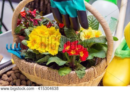 Various Garden Tools And Decor. Household Goods In A Wheelbarrow Trolley Flowers, Watering, Gloves, 