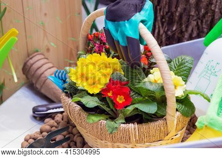 Various Garden Tools And Decor. Household Goods In A Wheelbarrow Trolley Flowers, Watering, Gloves, 