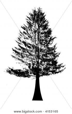Albero nero