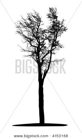 Albero nero