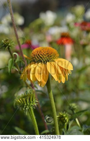 Coneflower Cheyenne Spirit Flower - Latin Name - Echinacea Cheyenne Spirit