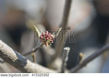 Arrowwood Anne Russell Branch With Flower Buds - Latin Name - Viburnum X Burkwoodii Anne Russell