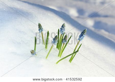 Flores de Muscari azules bajo la nieve.