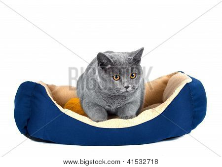 Brittiska katt