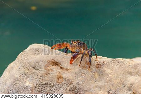 Freshwater River Crab (potamon Ibericum) On Stone Near A Mountain River