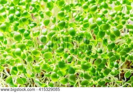 Crimson Clover Sprouts, Close Up. Italian Clover, Microgreens. Seedlings Of Trifolium Incarnatum, Gr