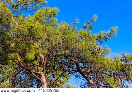 Turkish Pine Tree (pinus Brutia) Against Blue Sky