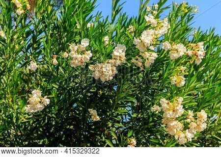 Blooming White Nerium Oleander In A Garden