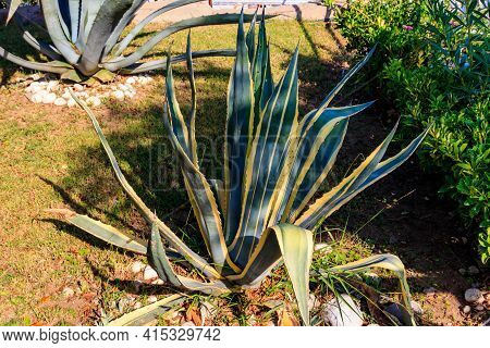Agave Tequilana, Commonly Called Blue Agave (agave Azul) Or Tequila Agave