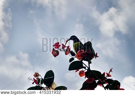 Purple-rumped Sunbird (nectarinia Zeylonica) Bird Drink Nectarfrom Ipomea (morning Glory) Vine With 