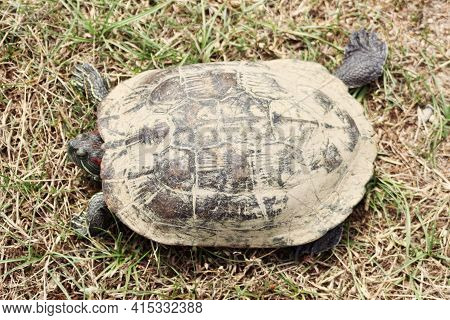 Amboina Box Turtle (cuora Amboinensis) On The Shore Of A Pond, Endangered Species, Thailand