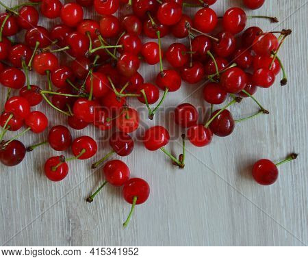 Morello Cherry Berries Lie On The Background Of A Light Tree. Copy Space For Text.