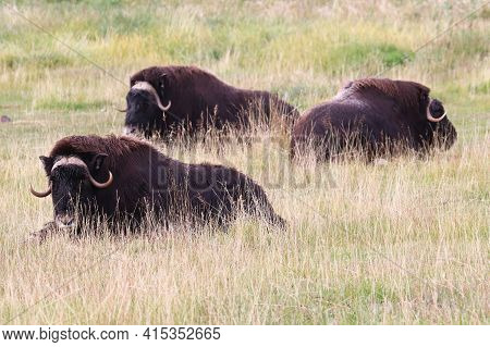 View Of Muskoxen Laying Down In The Grass