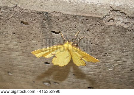 A Yellow Moth Crocus Geometer On A Cement Stair