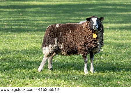 Dutch Brown Sheep Stands In Fresh Green Grass On The Field In The Spring With Sun In The Back