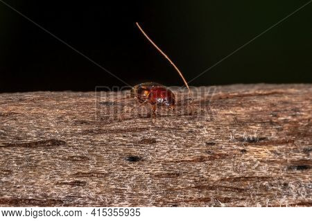 Adult Darkling Beetle Of The Subfamily Diaperinae