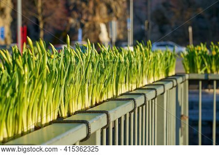Undissolved Narcissus Buds On The Bridge With A Blurred Background On Spring.