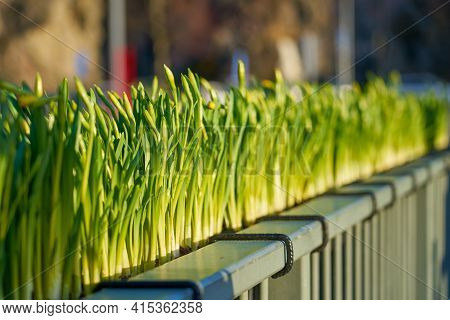 Undissolved Narcissus Buds On The Bridge With A Blurred Background On Spring.