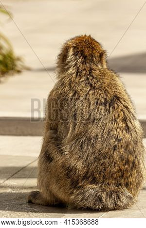 A Barbary Macaque (macaca Sylvanus) A Well Known Old World Monkey Sitting On Concrete Floor Near The