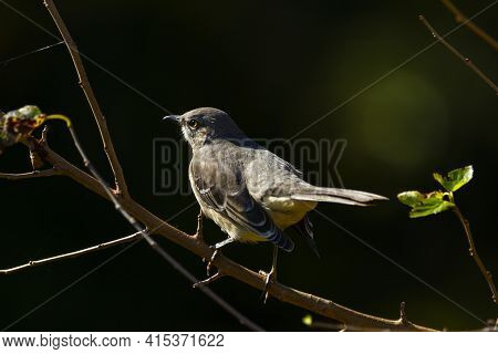 Close Up Isolated Image Of A Northern Mockingbird (mimus Polyglottos) Perching On A Tree Branch. The