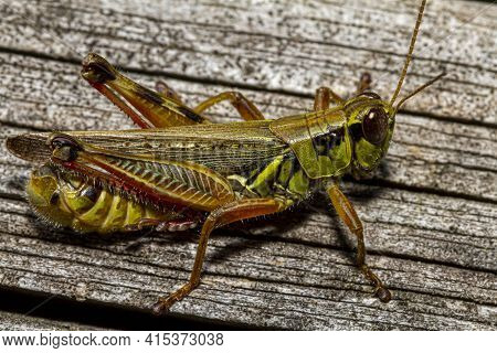 A Close Up Macro Lens Image Of A Red Legged Grasshopper (melanoplus Femurrubrum) On A Wooden Plank. 