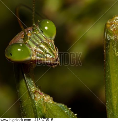 A Head Shot Close Up Macro Lens Image Of An Adult Chinese Mantis (tenodera Sinensis) On A Plant. Ima