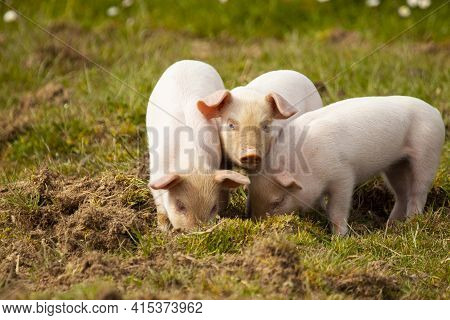 A Close Up Image Showing Three Little Pigs (piglets)  Grazing In A Pasture Together. Two Of Them Are