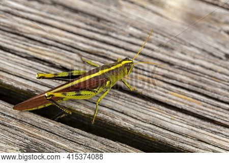 Close Up Image Of An Obscure Bird Grasshopper (schistocerca Obscura) On A Wooden Bench. This Is A Gr