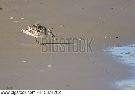 Close Up Isolated Image Of A Semipalmated Sandpiper (calidris Pusilla) Carrying An Atlantic Mole Cra