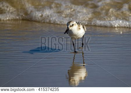 Close Up Isolated Image Of A Semipalmated Sandpiper (calidris Pusilla) Hunting For Sand Crabs On Wet