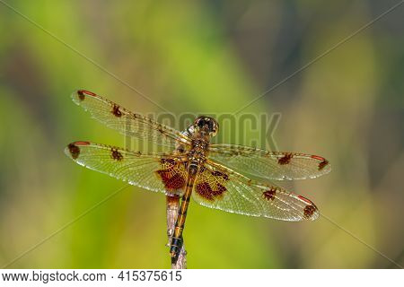 Close Up Top Down Image Of A Male Halloween Pennant (celithemis Eponina) Dragonfly. This Species, Na