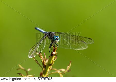 A Close Up Isolated Image Of A Vibrant Colored Blue Dasher Dragonfly (pachydiplax Longipennis) On A 