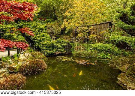 Relaxing Scene From A Koi  Fish Pond Inside A Decorative Japanese Garden With Beautiful Plants And M