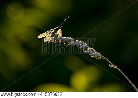 A Little Blue Dragonlet (erythrodiplax Minuscula) Dragonfly Is Standing On Top Of A Wild Wheat Tasse