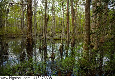 Tree Trunks Stemming Out Of The Bald Cypress Swamp In The First Landing State Park Of Virginia. This