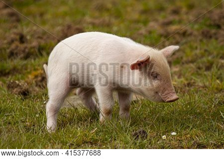 Close Up Image Of A Cute Pink Piglet Grazing On A Meadow. This Is An Isolated Image Showing The Pret