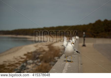 A Lineup Of Larus Delawarensis (ring-billed Gulls) Are Seen On A Concrete Wall With A Bunch Of Bird 