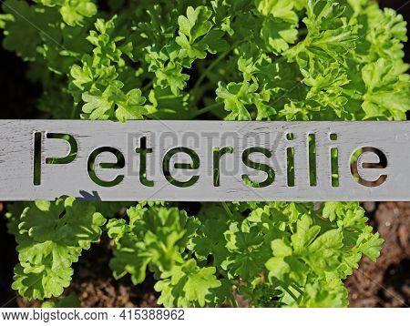 Fresh Green Parsley Plant With Metal Sign And The German Word Petersilie