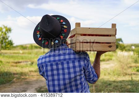 Happy Farmer Holding Harvested Eco Tomatoes Walking With A Full Crate On Hist Shoulders