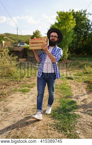 Happy Farmer Holding Harvested Eco Tomatoes Walking With A Full Crate On Hist Shoulder