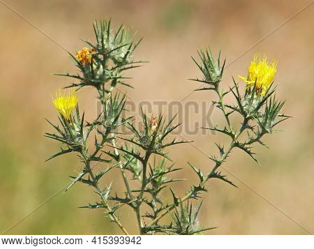 Yellow Flowers And Buds Of Woolly Distaff Thistle, Carthamus Lanatus