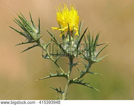 Yellow Flowers And Buds Of Woolly Distaff Thistle, Carthamus Lanatus