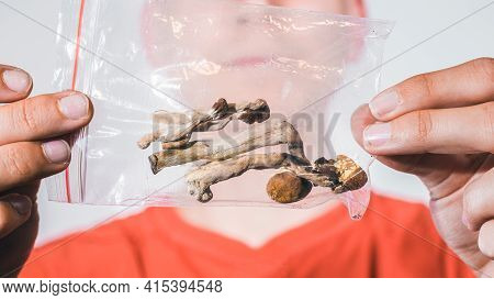 Magic Mushrooms For Microdosing Being Held In Man Hands. Psilocybin Psychedelic Therapy.