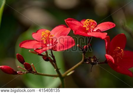 Group Of Jatropha Integerrima, Commonly Known As Peregrina Or Spicy Jatropha A Vibrant Red Flower Sh