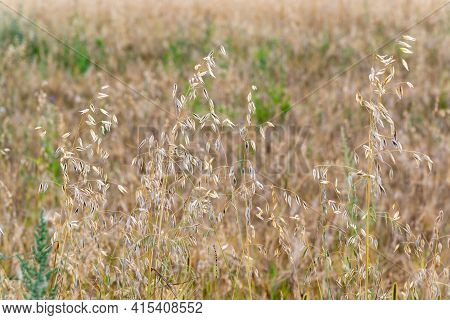The Sprouts Of Ripe Oats On The Field
