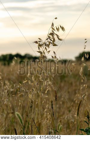 The Sprouts Of Ripe Oats On The Field In The Evening