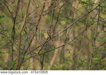 Yellowhammer Emberiza Citrinella Sits On A Tree In The Morning